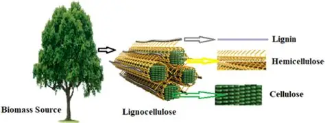 纤维素、半纤维素、木质素含量测试